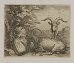 Zwei liegende Ziegen neben Kürbissen