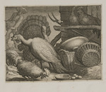 Truthähne und Hühner