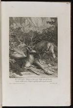 Zwei Hirsche im Wald