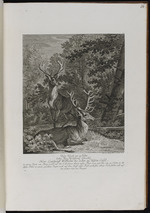 Zwei Hirsche, die Landgraf Wilhelm VIII. 1752 schoss