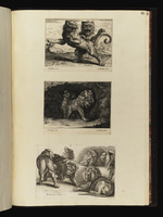 182. / 183. | Variae Leonum Icones pictae à Petro P. Rubens | A. Bloteling fec.