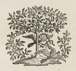 Druckermarke des Joseph-Gérard Barbou